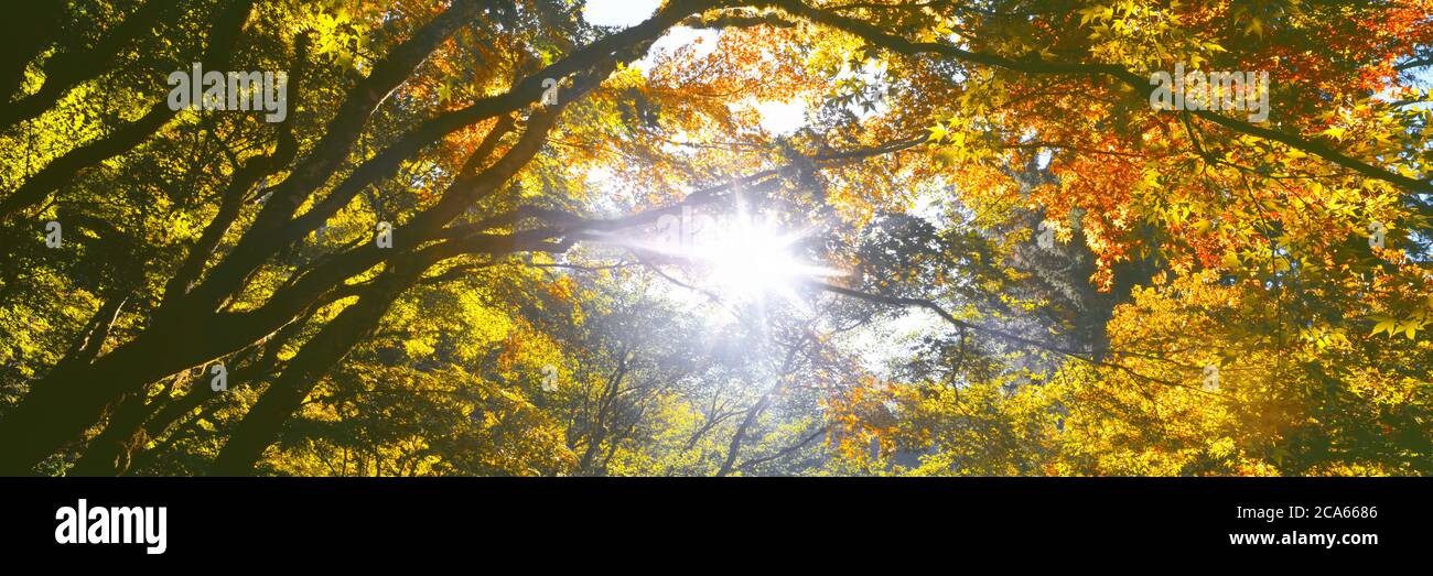 Vue sur les branches d'arbres, Hoyt Arboretum, Washington Park, Portland, Oregon, États-Unis Banque D'Images