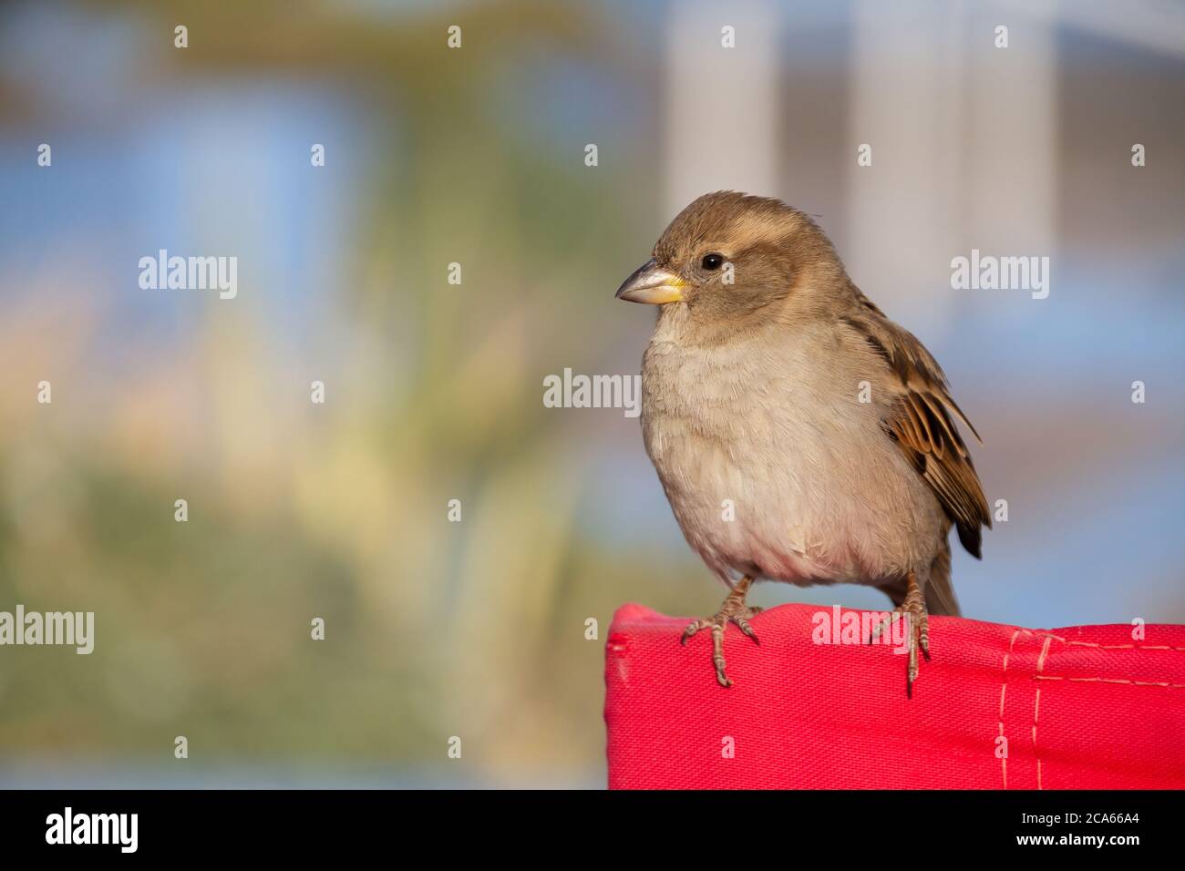 La petite maison, Passer domesticus, est un oiseau de la famille des passereaux, que l'on trouve dans la plupart des régions du monde. C'est un petit oiseau. Le Banque D'Images