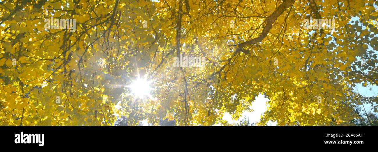 Vue sur les branches d'arbres, Hoyt Arboretum, Washington Park, Portland, Oregon, États-Unis Banque D'Images