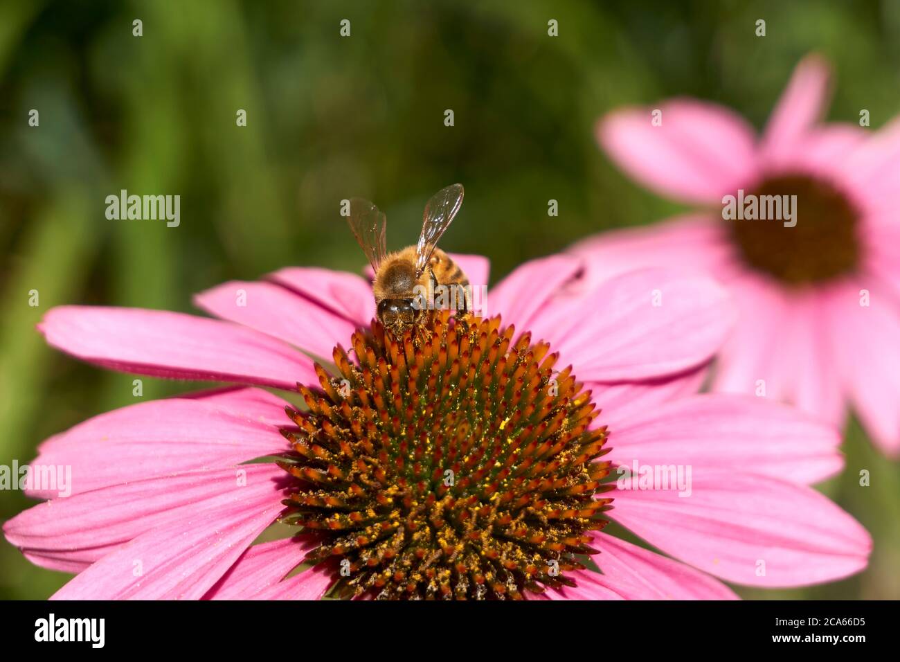 Gros plan d'une abeille occidentale APIs mellifera sur une fleur d'échinacée ou de coneflower pourpre en été Banque D'Images