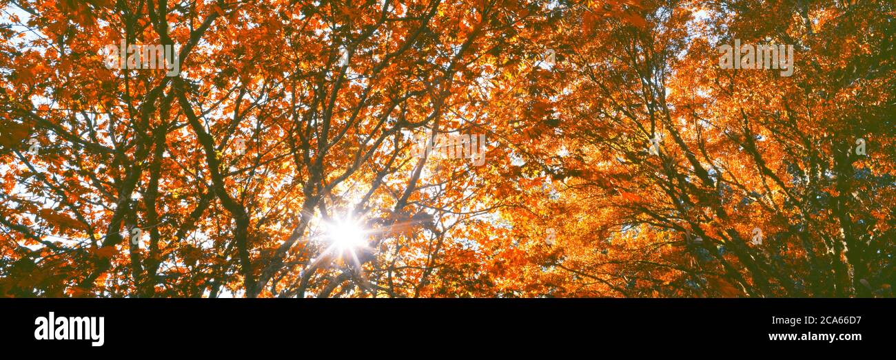 Vue sur les branches d'arbres, Hoyt Arboretum, Washington Park, Portland, Oregon, États-Unis Banque D'Images