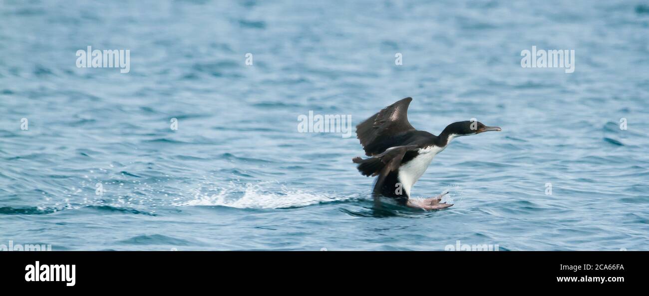 Atterrissage du cormoran impérial sur la mer dans le Nouveau golfe. Patagonie Argentine. Banque D'Images