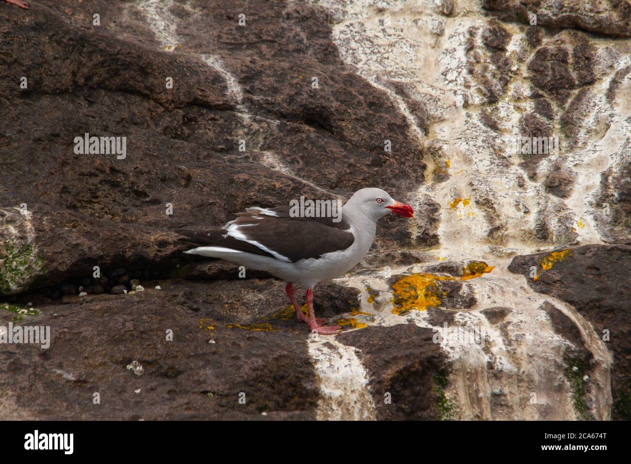 Mouette grise sur une roche à Isla Pinguino en Patagonie Banque D'Images