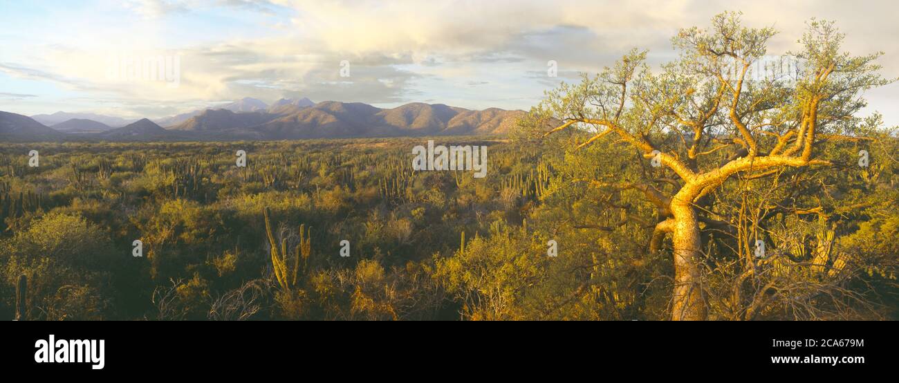 Vue sur l'arbre Torote (éléphant), la forêt de Cardon, les montagnes de la Sierra la Trinidad, Baja California sur, Mexique Banque D'Images