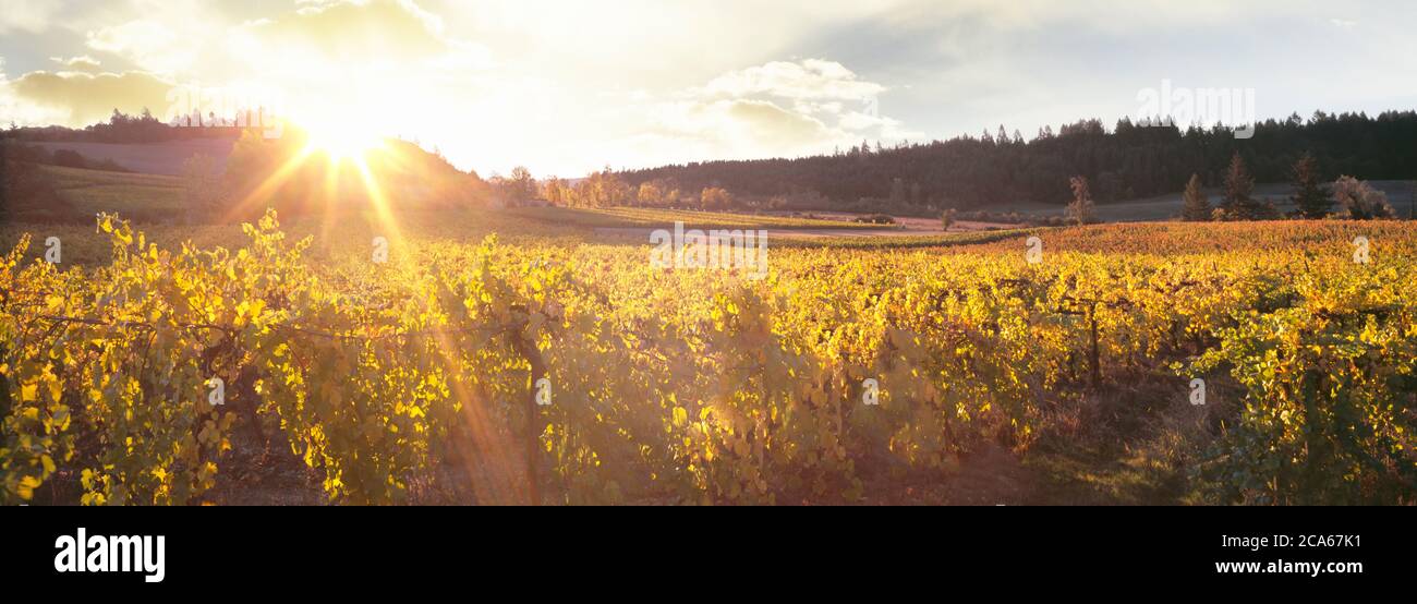 Lever de soleil au-dessus du vignoble Zenith, Amity, Willamette Valley, Oregon, États-Unis Banque D'Images