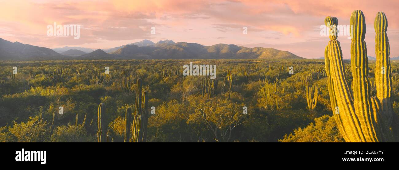 Lever du soleil au-dessus des montagnes, Carmon Cacti Forest, Sierra la Trinidad Mountain s'étend entre la Ribera et Cabo Pulmo, Baja California sur, Mexique Banque D'Images