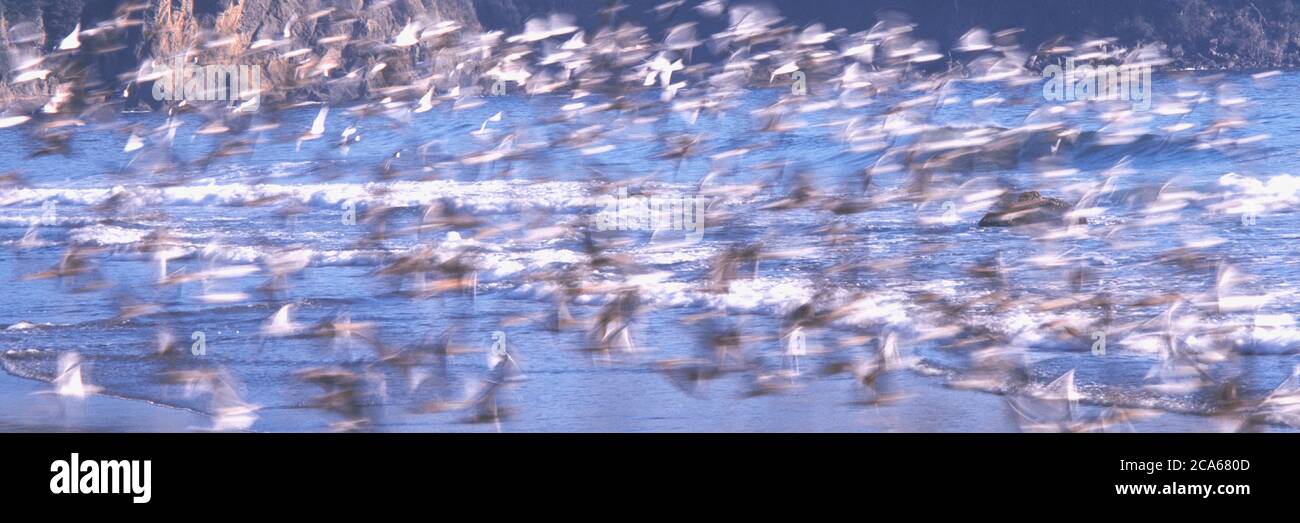 Mouettes sur la plage, second Beach, Parc national olympique, Washington, Etats-Unis Banque D'Images