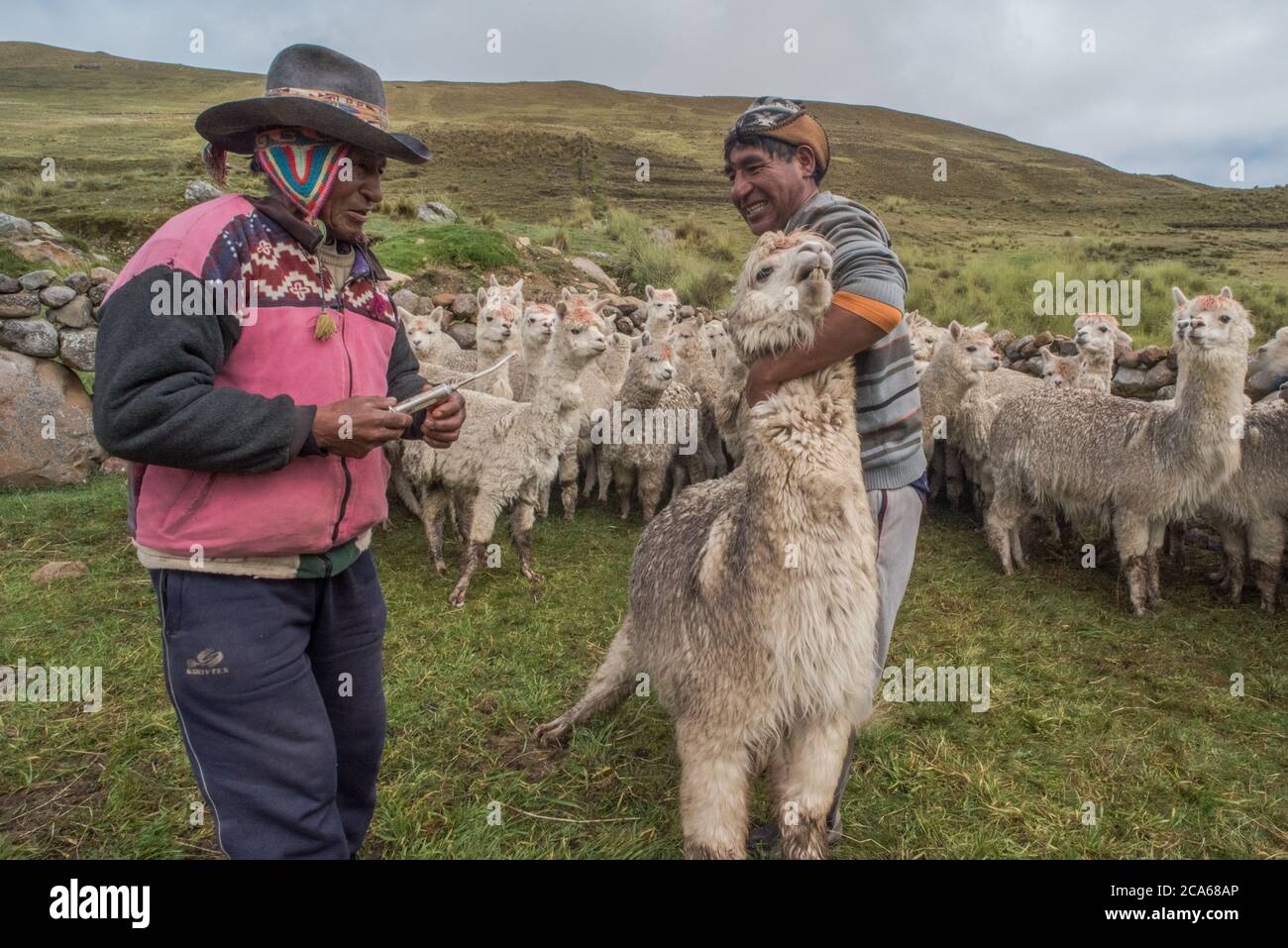 Les hommes quechua dans le sud du Pérou traitent avec un troupeau d'Alpaga, administrant une dose orale de médicaments pour les garder en bonne santé. Banque D'Images