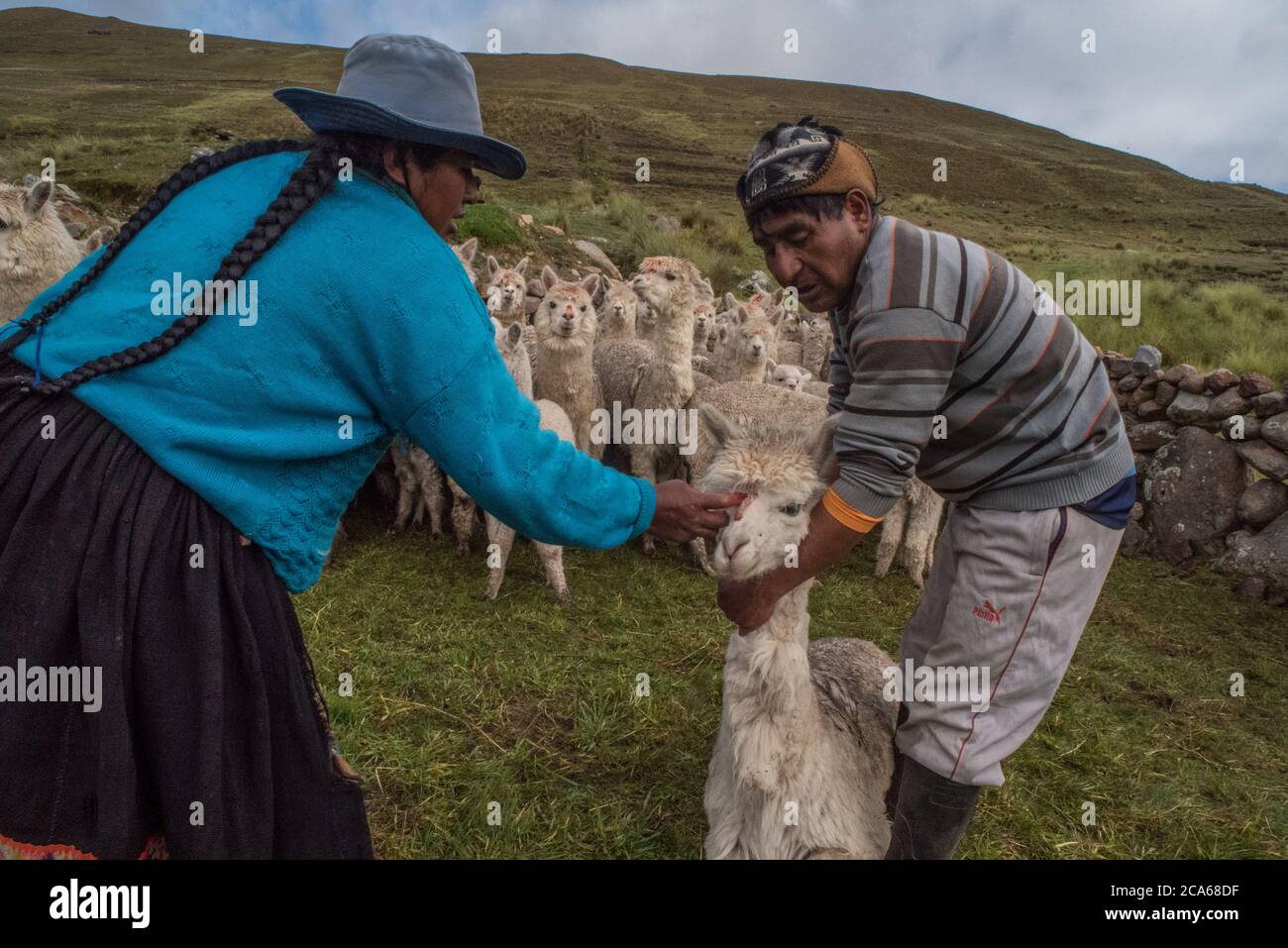 Les hommes quechua dans le sud du Pérou traitent avec un troupeau d'Alpaga, administrant une dose orale de médicaments pour les garder en bonne santé. Banque D'Images