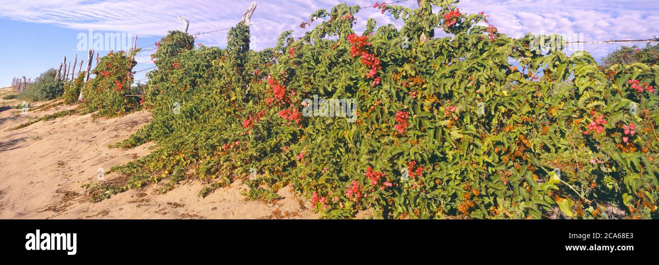 Vue sur le vignoble, Playa la Cachora, Todos Santos, Baja California sur, Mexique Banque D'Images