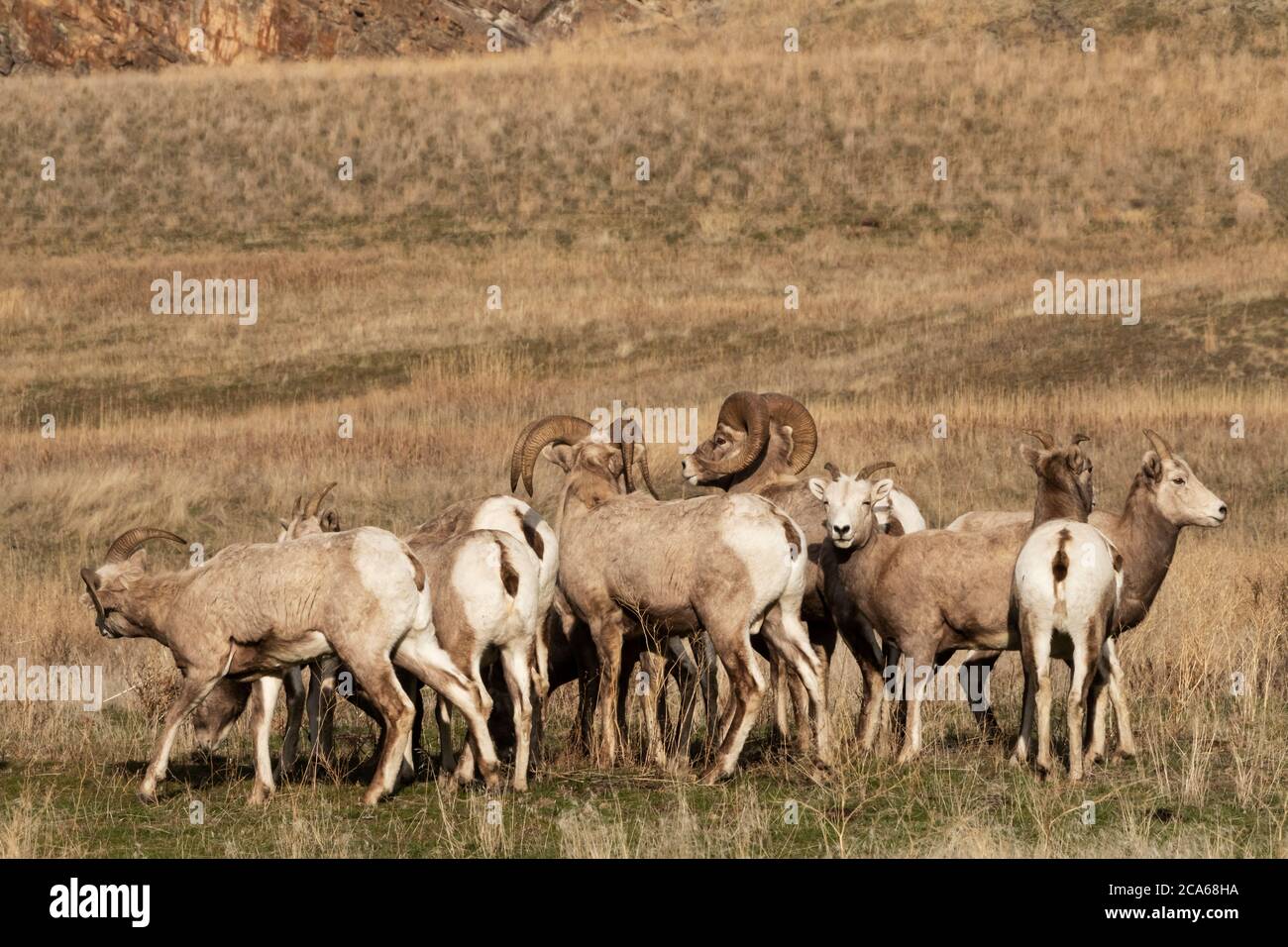 Amérique du Nord; États-Unis; Montana; Flathead River; faune; mammifères; Bighorn des montagnes Rocheuses; Ovis canadensis; ramettes et brebis; saison d'accouplement. Banque D'Images