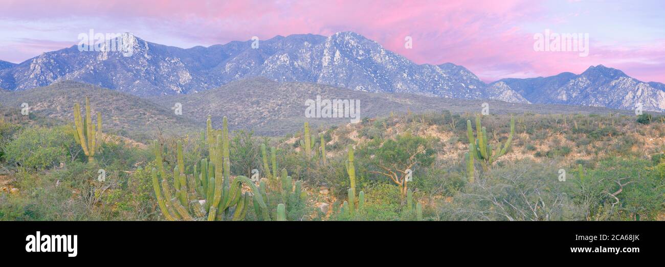 Vue sur la chaîne de montagnes Sierra la Gata à l'aube, El Cardonal, Baja California sur, Mexique Banque D'Images