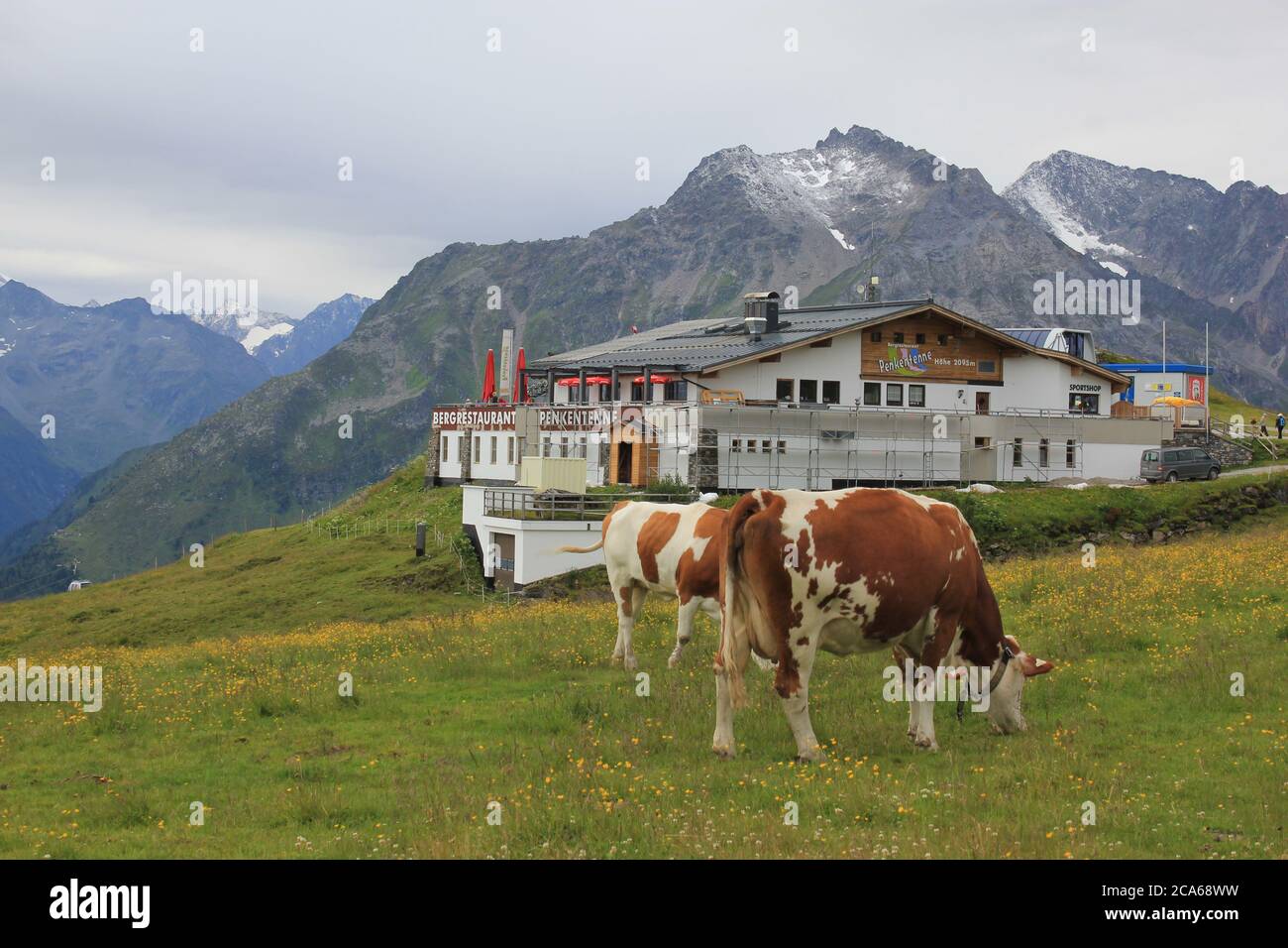 Penken Mountain in Mayrhofen / Autriche - septembre 2019 : vaches paissant dans un pré alpine verdoyant entouré par les montagnes des Alpes et un restaurant Banque D'Images