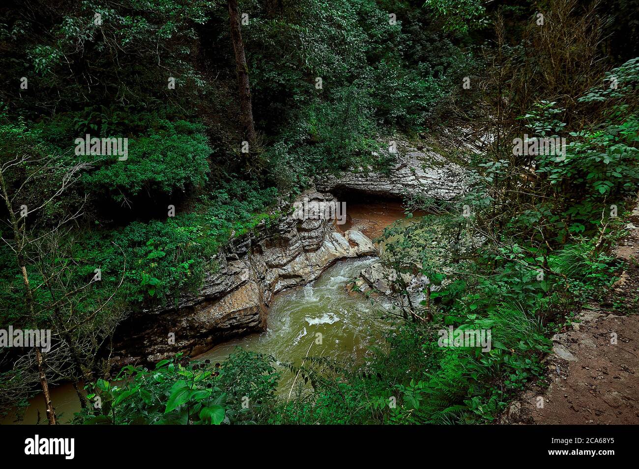 Une cascade dans une forêt Banque D'Images