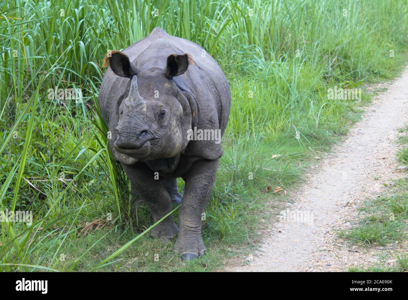 Rhinocéros gris indien aux oreilles moelleuses mangeant de l'herbe dans un parc national au Népal Banque D'Images