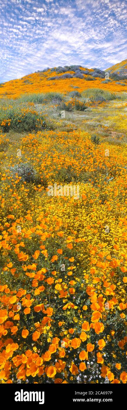 Vue sur les coquelicots sur terrain vallonné, montagnes Temescal, Comté de Riverside, Californie, États-Unis Banque D'Images