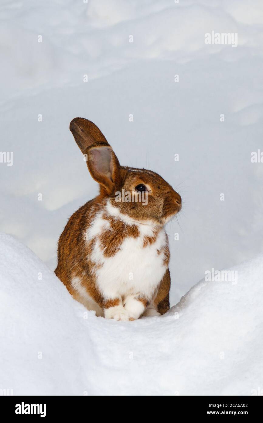 Lièvre blanc-brun assis sur la neige dans la nature Banque D'Images