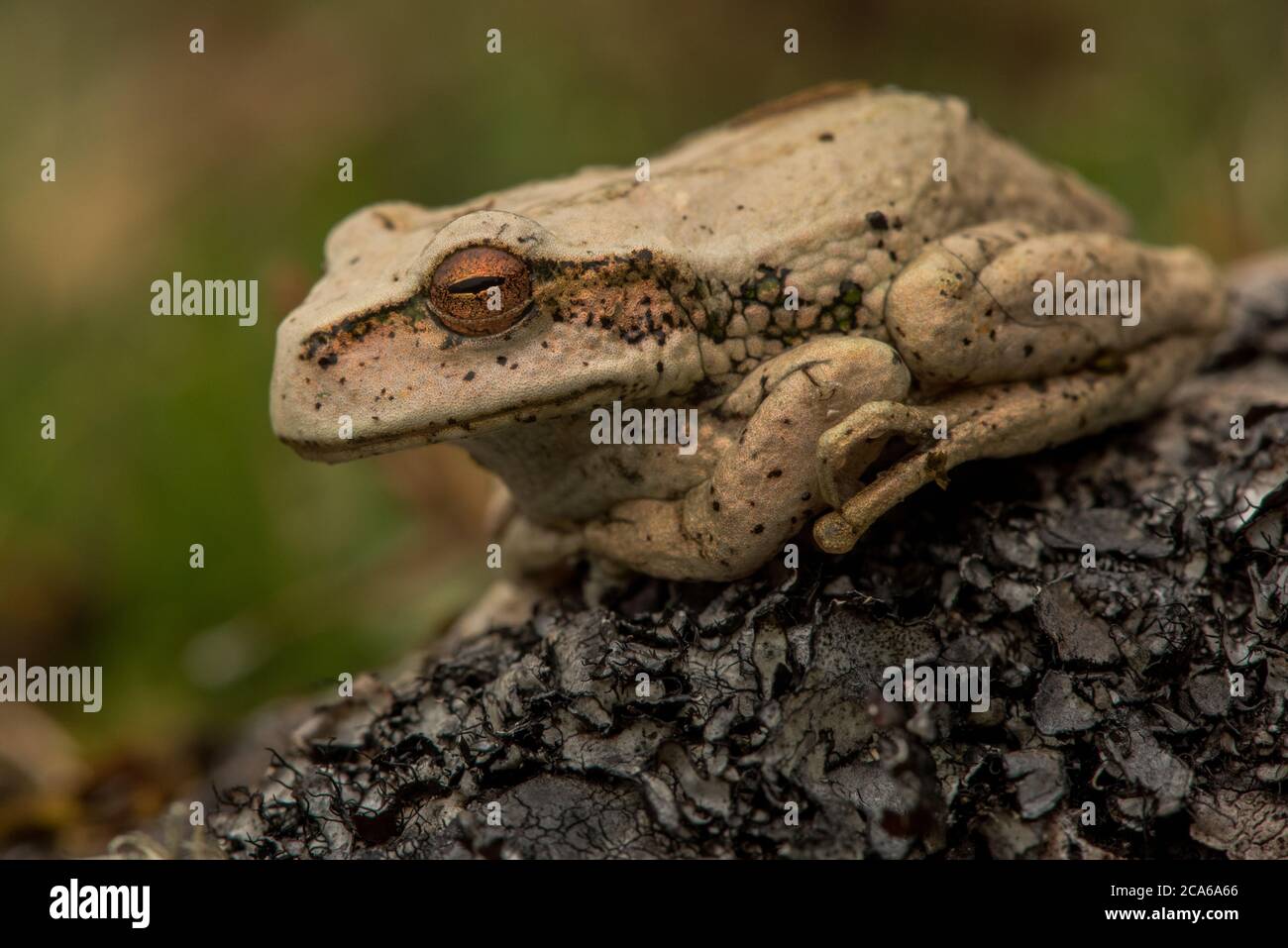 La grenouille marsupiale d'Abra Acanacu (Gastrattheca excubitor) est une espèce menacée d'amphibiens des Andes péruviennes. Banque D'Images