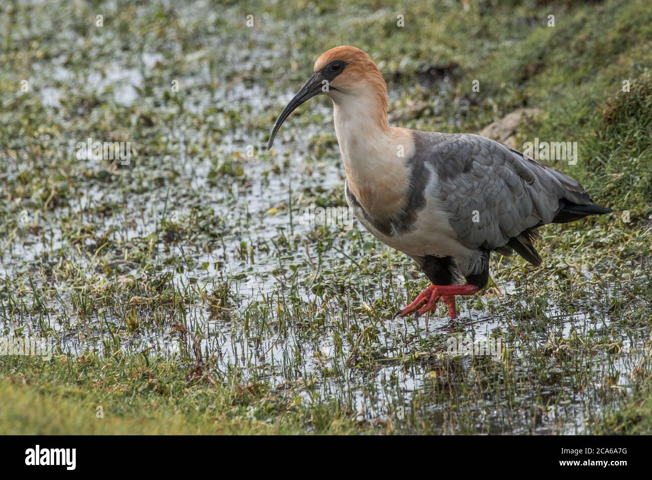 L'ibis andin (Theristicus) un oiseau inhabituel de haut en haut dans les Andes, dans le sud du Pérou. Banque D'Images