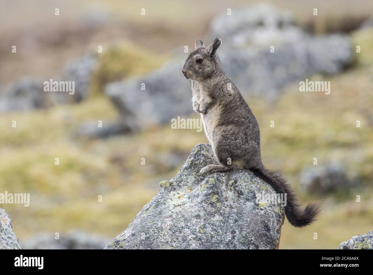 Le nord de la vischacha (Lagidium peruanum) du sud du Pérou, un rongeur de haute altitude qui pousse loin à travers les roches au premier signe de trouble. Banque D'Images