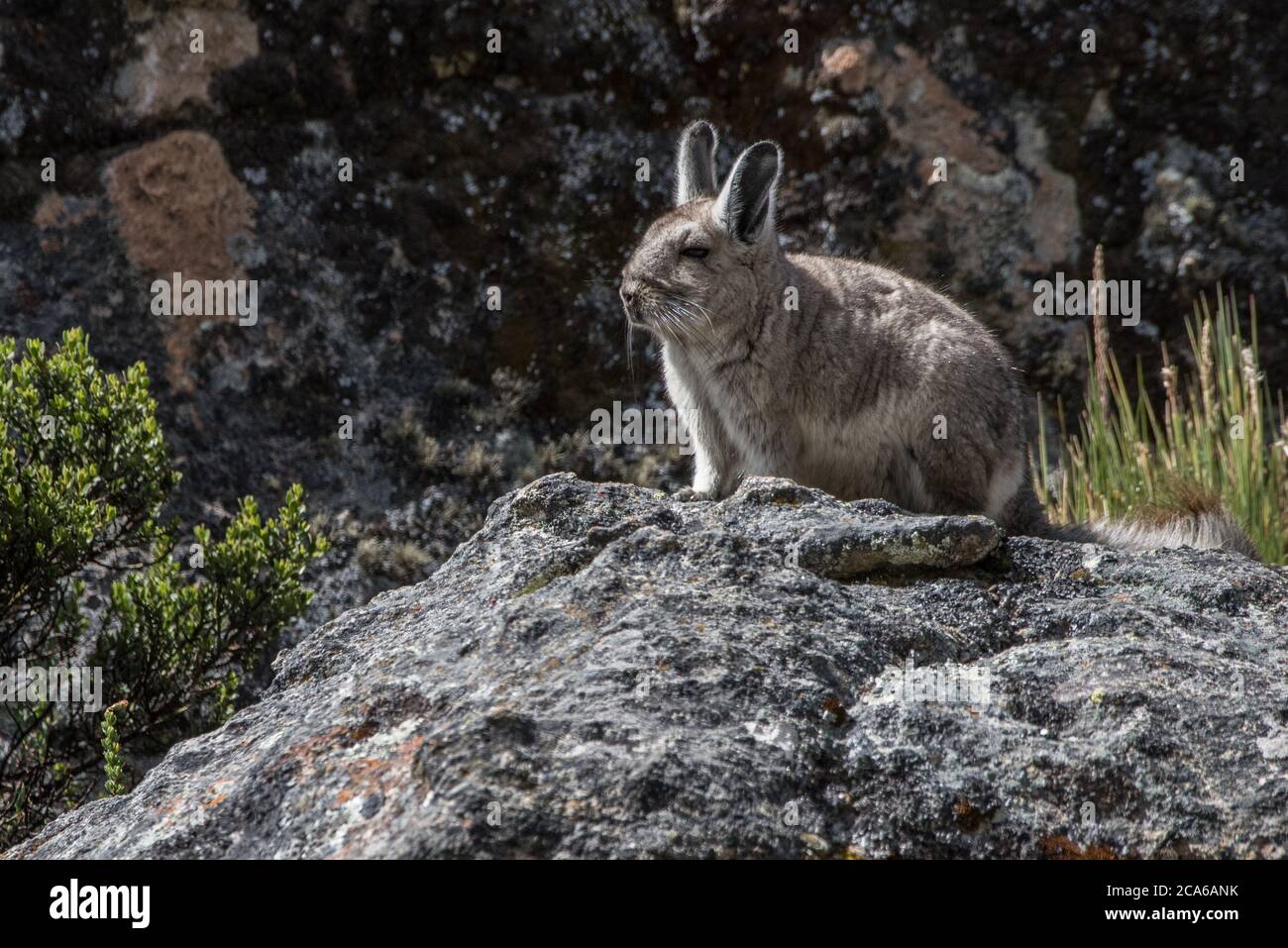Le nord de la vischacha (Lagidium peruanum) du sud du Pérou, un rongeur de haute altitude qui pousse loin à travers les roches au premier signe de trouble. Banque D'Images