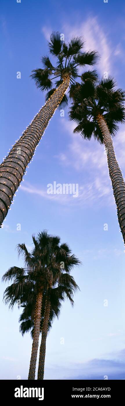 Palmiers contre le ciel, Pacific Beach, San Diego, Californie, États-Unis Banque D'Images