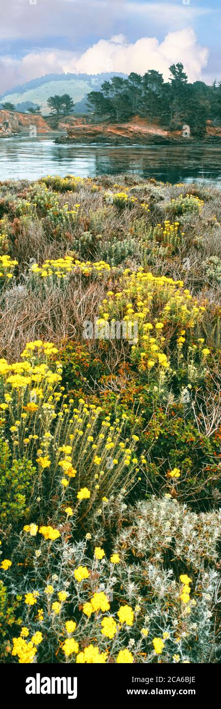 Fleurs jaunes sur la côte de l'océan Pacifique, réserve naturelle d'État de point Lobos, Carmel-by-the-Sea, Californie, États-Unis Banque D'Images