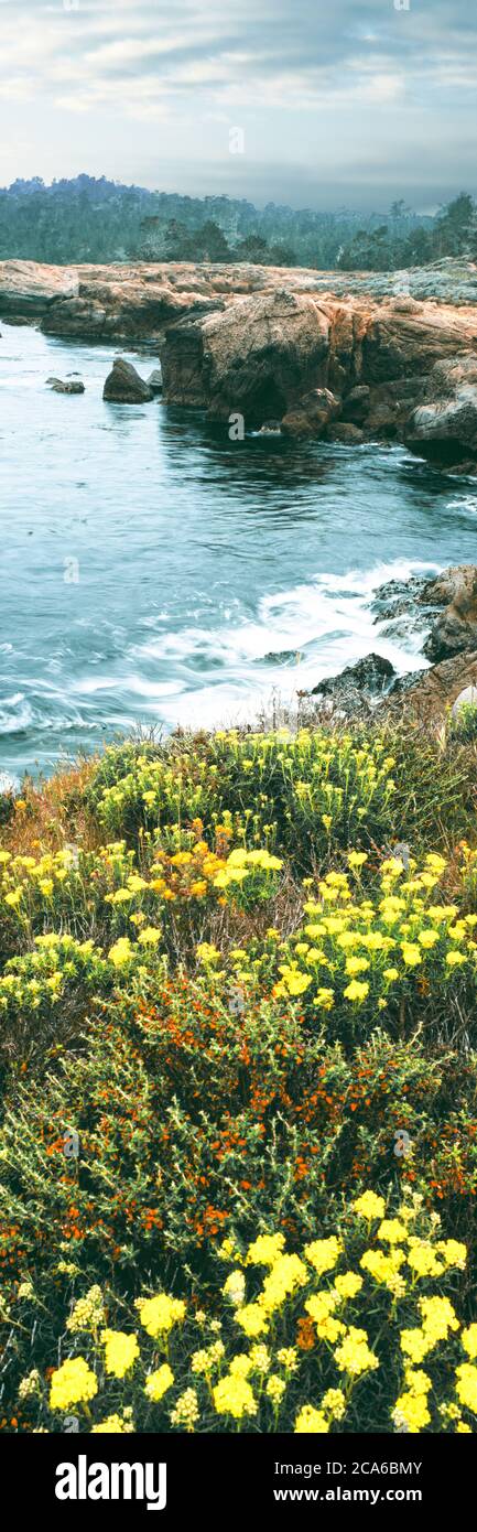 Fleurs jaunes sur la côte de l'océan Pacifique, réserve naturelle d'État de point Lobos, Carmel-by-the-Sea, Californie, États-Unis Banque D'Images