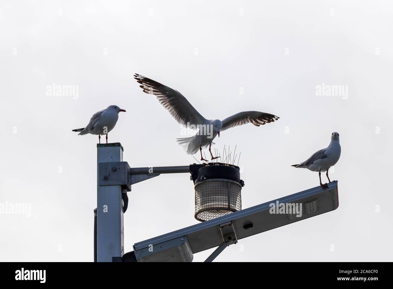 Oiseaux sur les pointes anti-oiseaux Banque D'Images