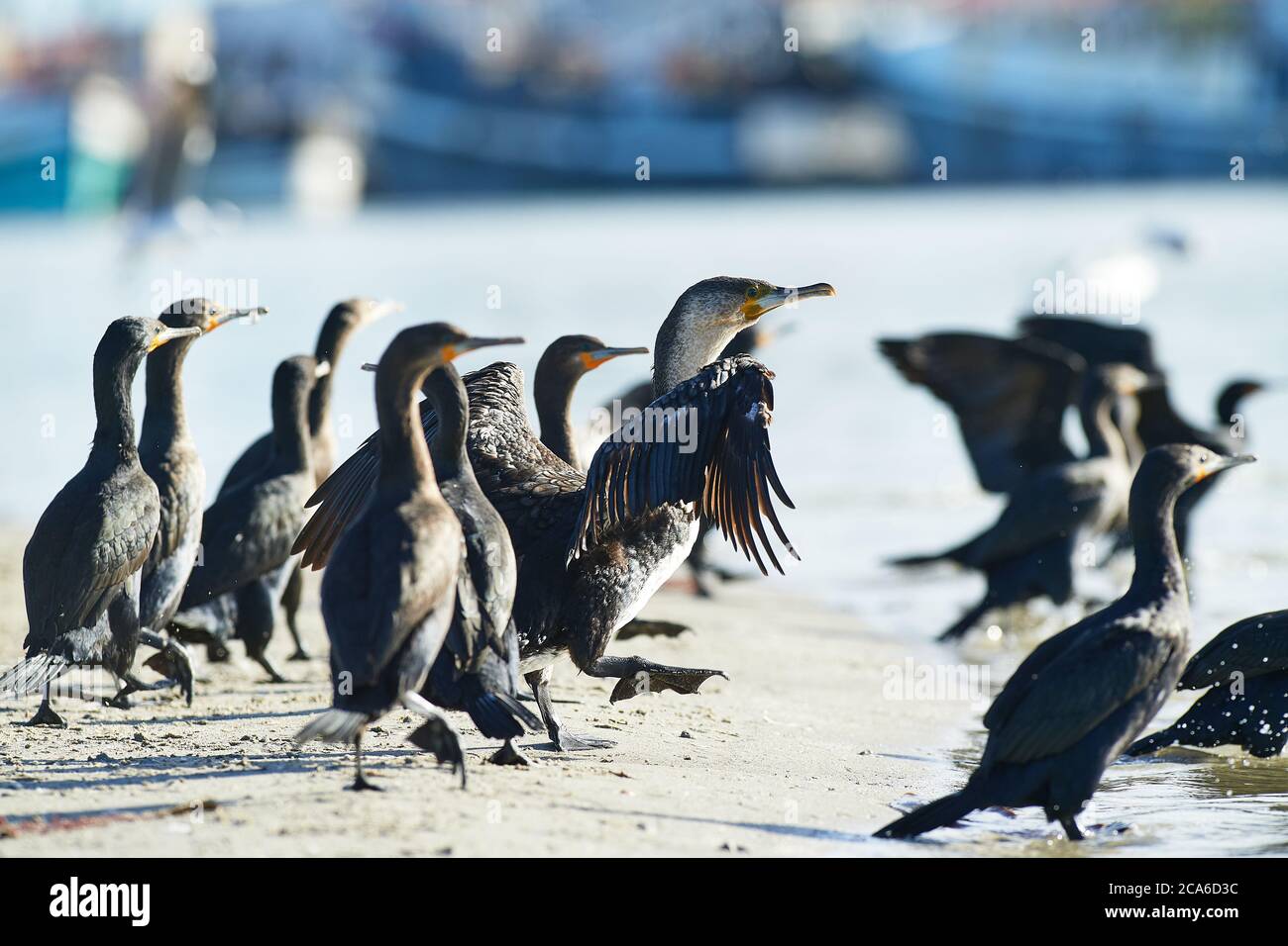 Cap Cormorant dans la rivière Velddriff, Cap occidental Banque D'Images