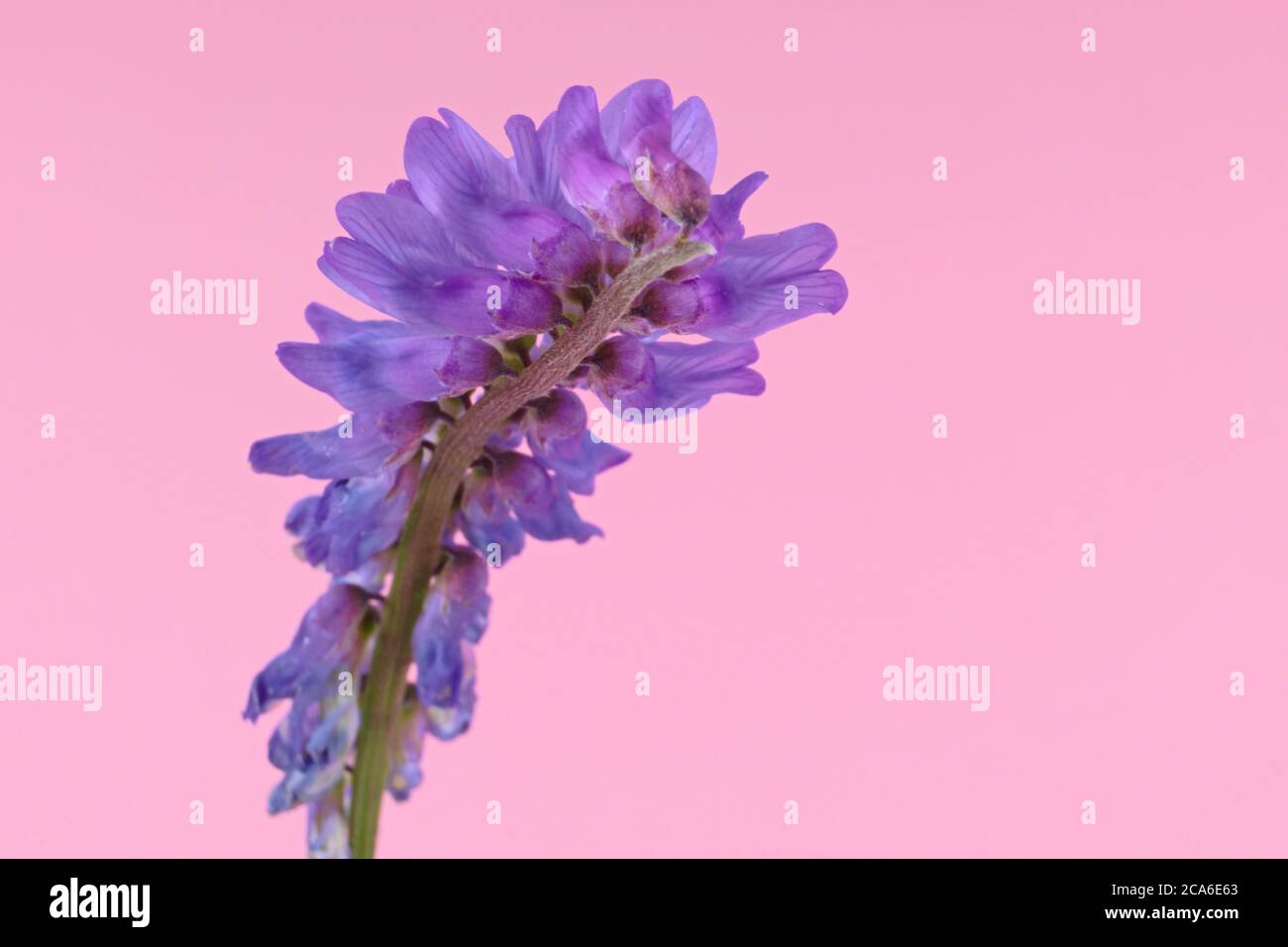 Gros plan de fleurs violettes de la vetch, vetch de vache ou vetch d'oiseau tufté de plante européenne , isolées sur fond rose, Vicia cracca Banque D'Images
