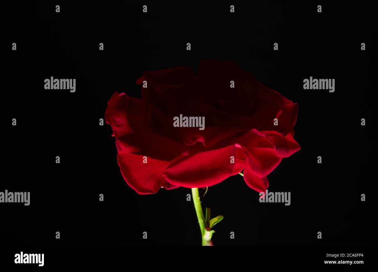 Rose rouge en basse lumière Banque D'Images