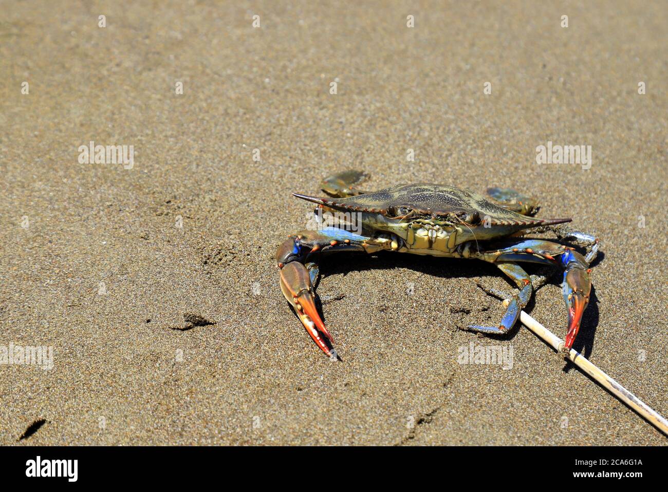 Un grand crabe bleu, Callinectes sapidus, avec de grands griffes, se trouve sur le sable près de la mer. Pêche au crabe, délicieux fruits de mer, délicieux repas. Banque D'Images