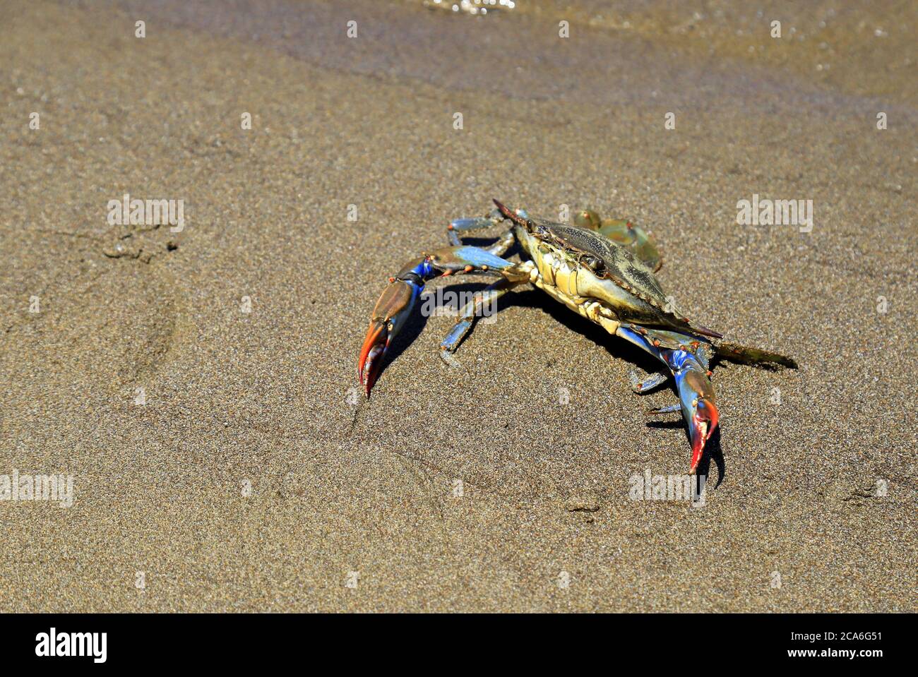 Un Grand Sapidus De Callinectes De Crabe Bleu Avec De Grandes Griffes Repose  Sur Le Sable Au Bord De La Mer. La Pêche Au Crabe Gas Image stock - Image  du pattes