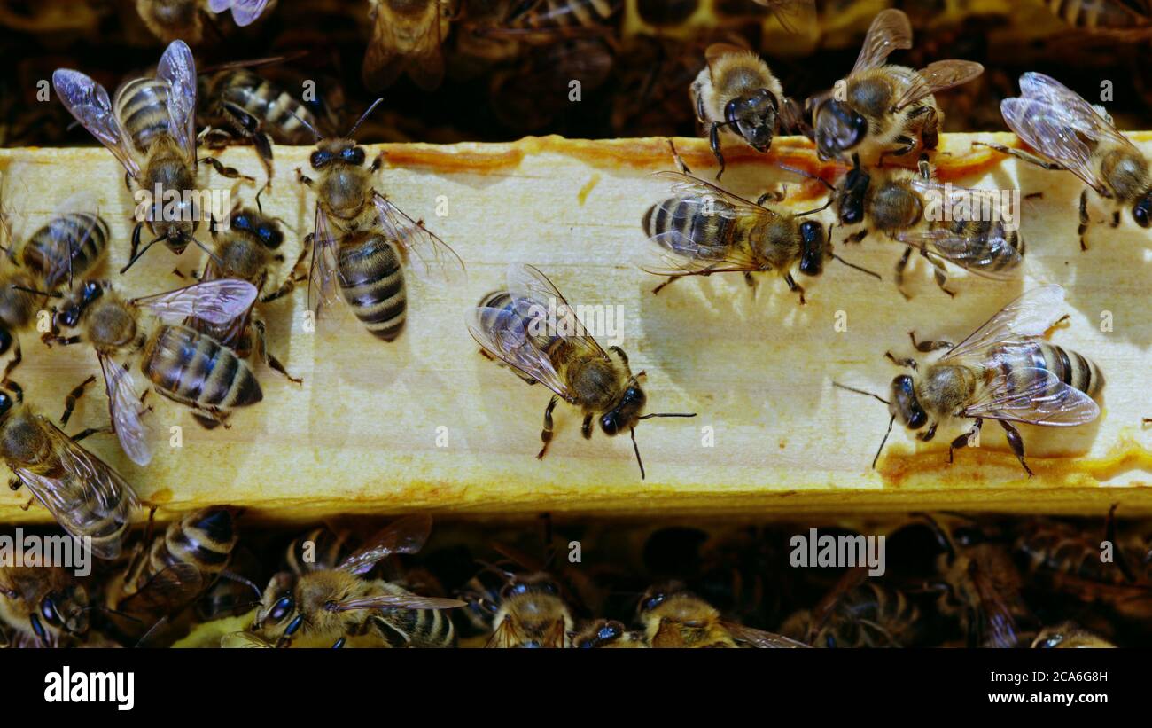 Abeilles Grouillant Sur La Macro Extrême De Nid D'abeilles . Insectes  Travaillant Dans La Ruche En Bois Réunissant Le Nectar De Po Photo stock -  Image du animal, fleur: 192627812