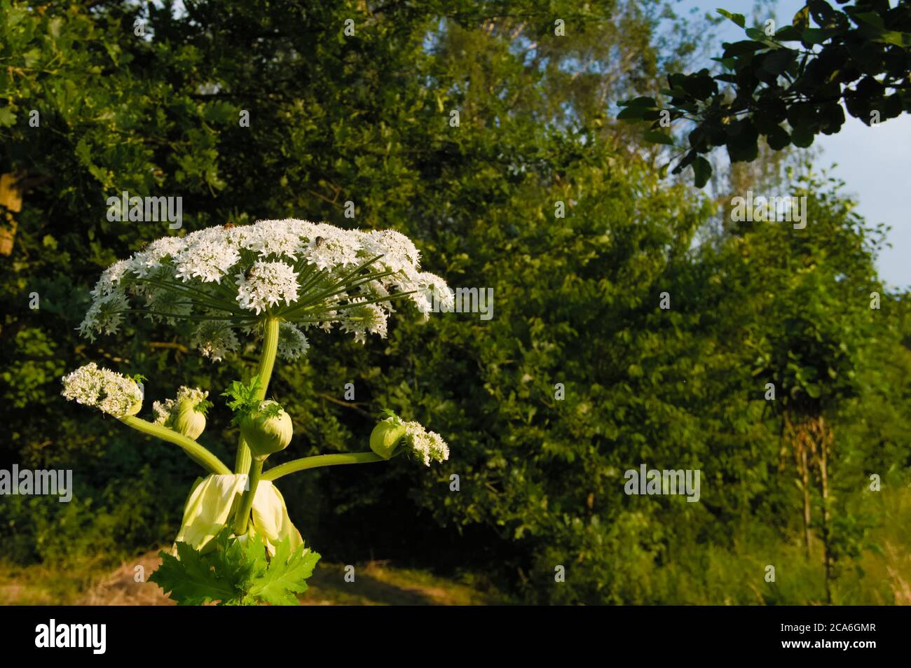 Fleurs d'un Hogweed géant, nom scientifique Heracleum mantegazzianum Banque D'Images