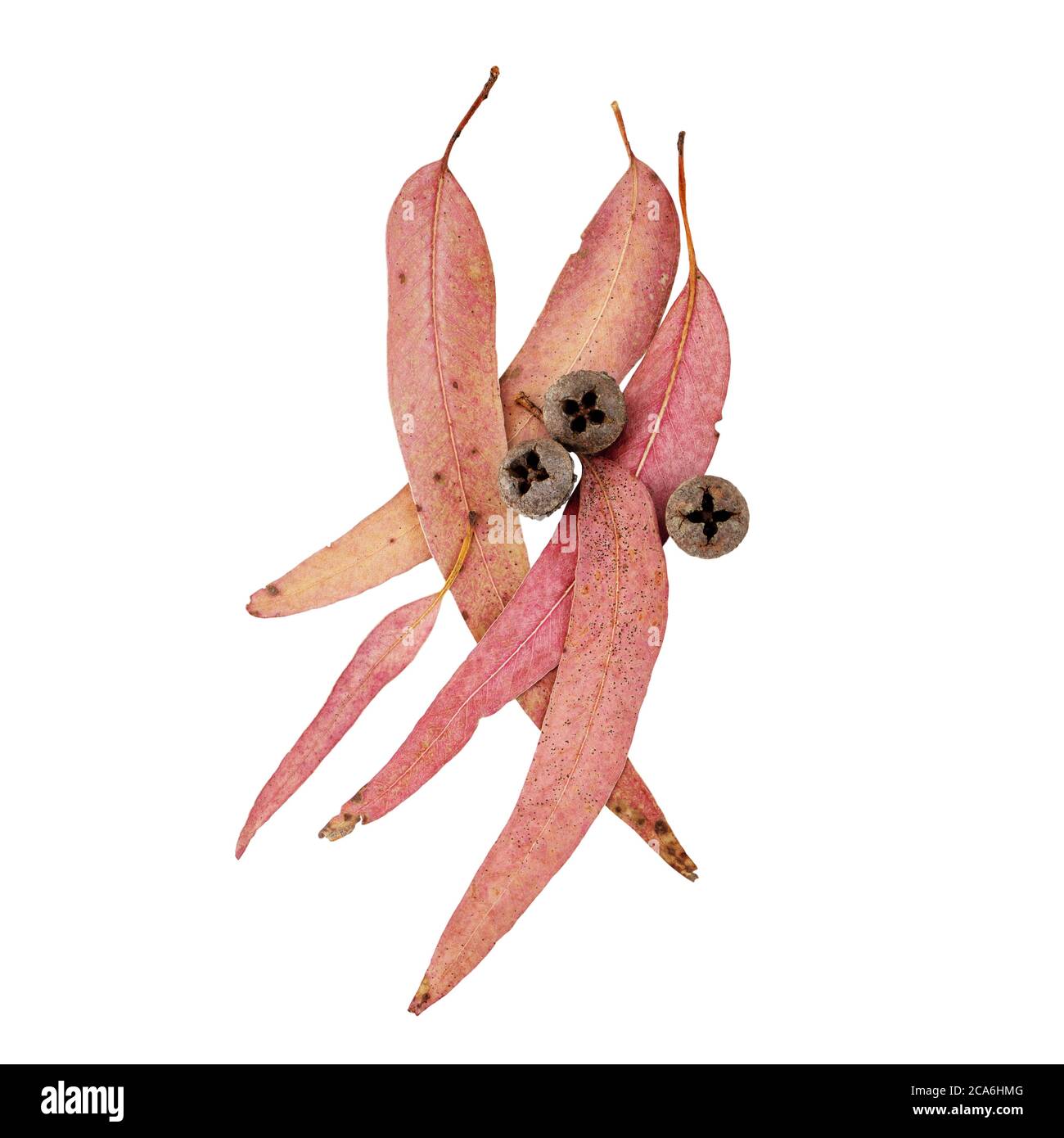 Chewing-gum bleu du sud ou eucalyptus globulus rouge feuilles séchées et fruits isolés sur blanc. Gumnuts d'eucalyptus. Banque D'Images