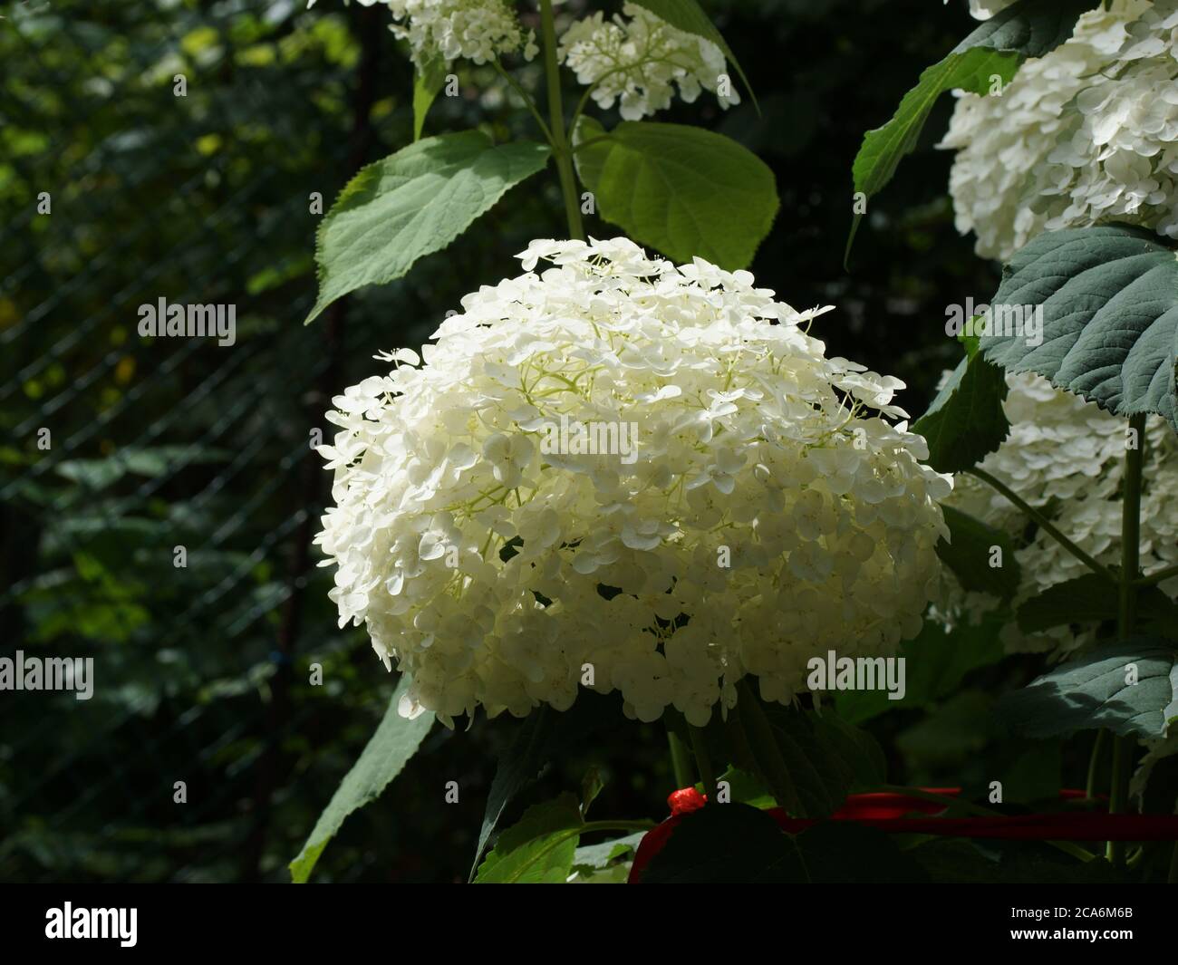Hydrangea arborescens Incredible ou fort Annabelle blanc a corymbe. Hortensia arborescens, hortensia lisse, hortensia sauvage ou aboyer Banque D'Images