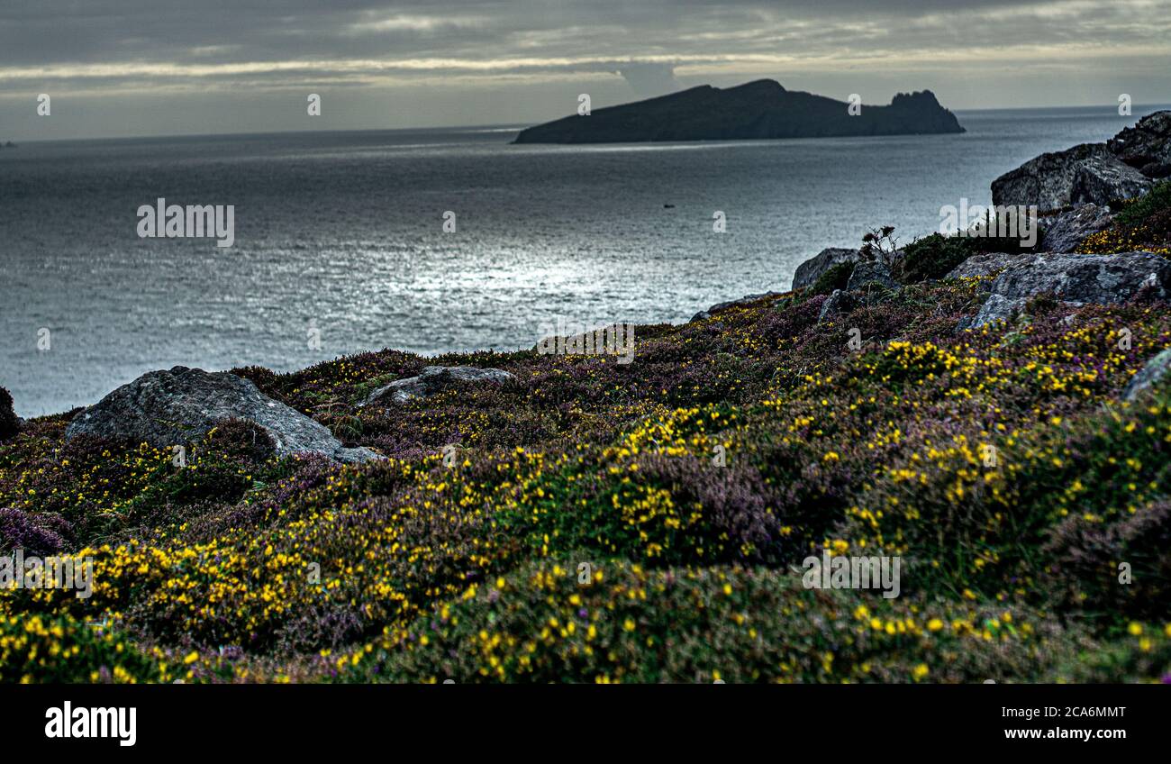 Vue panoramique sur les fleurs sauvages en Irlande Banque D'Images