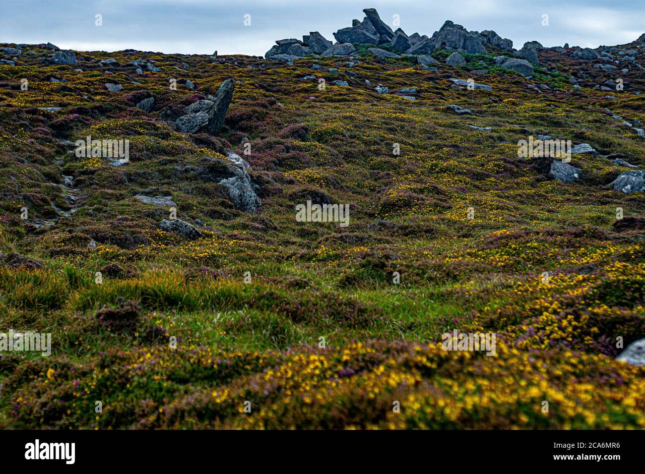 Vue panoramique sur les fleurs sauvages en Irlande Banque D'Images