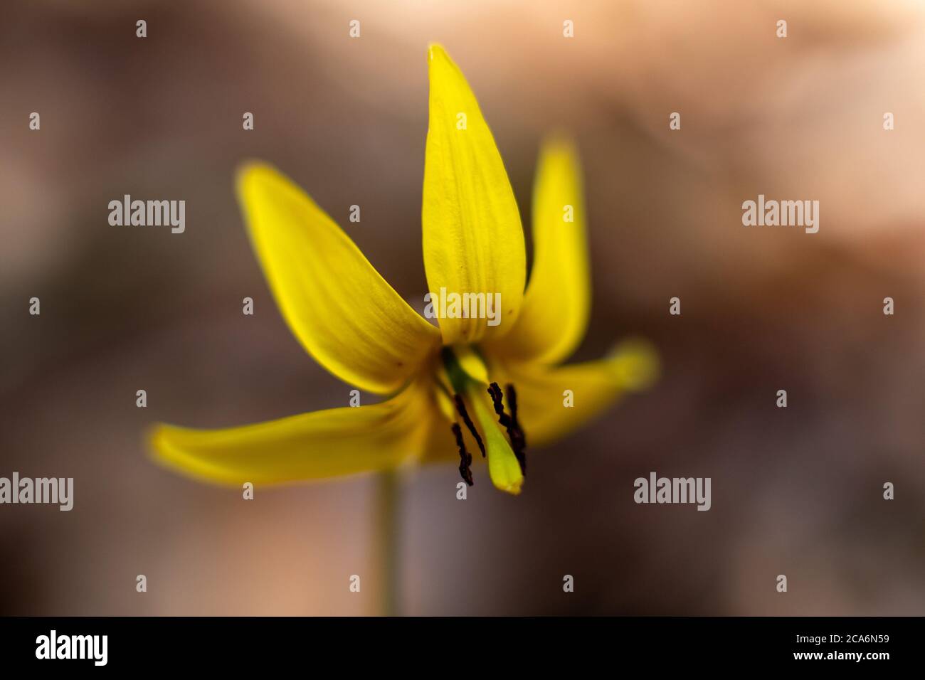 Erythronium, alias truite-lis, fleur sauvage printanière, État de New York, États-Unis. Banque D'Images