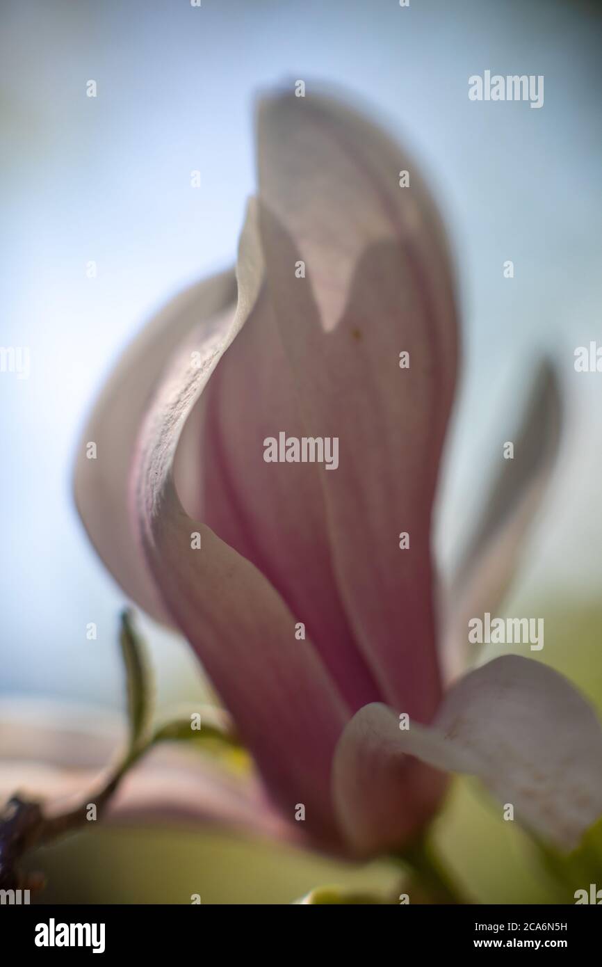 Fleur de magnolia, État de New York, États-Unis. Banque D'Images