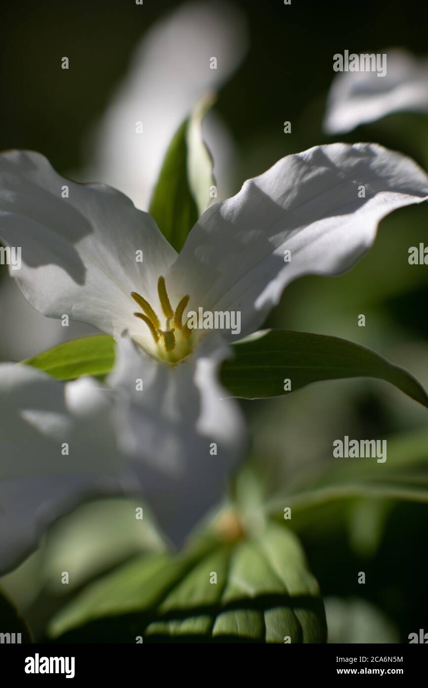 Trillium, une fleur de printemps, État de New York, États-Unis. Banque D'Images