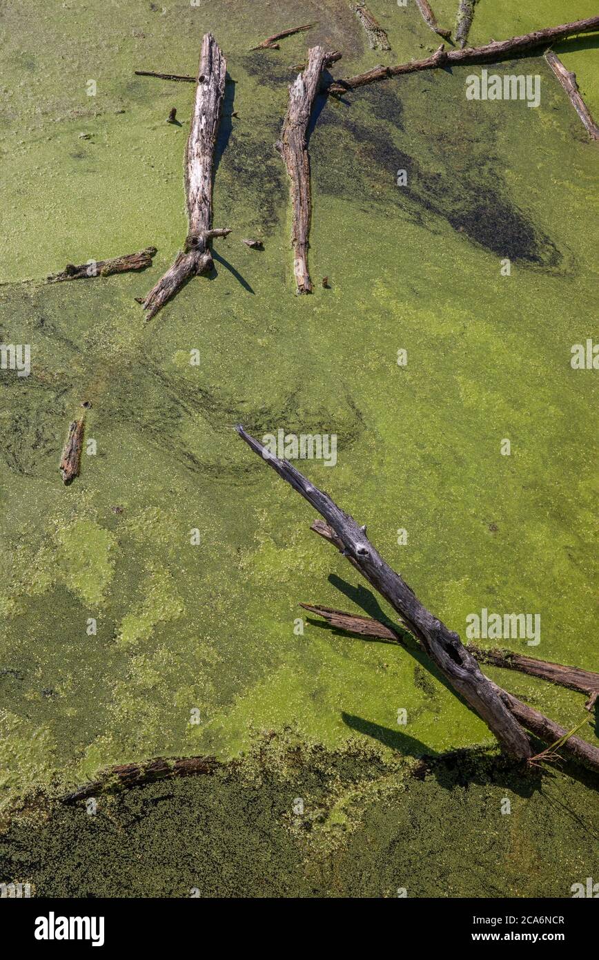 Fleurs d'algues et arbres morts, Opton, Comté de Herkimer, New York. Banque D'Images