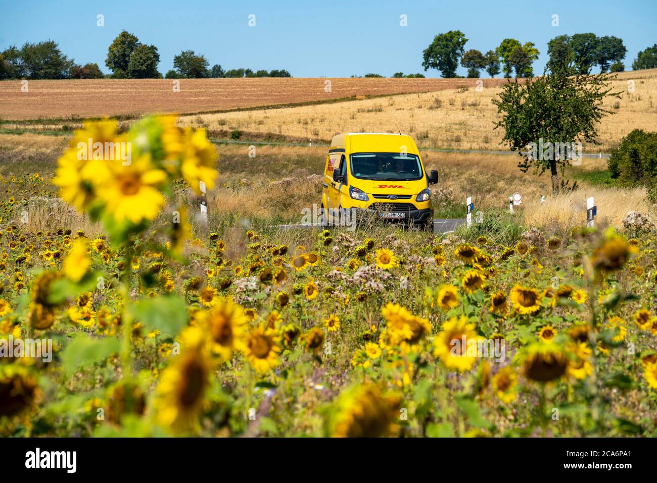 Route de campagne, avec voiture DHL, champ de tournesol au sud-est de Nideggen, dans la région de Rur-Eifel, NRW, Allemagne, Banque D'Images
