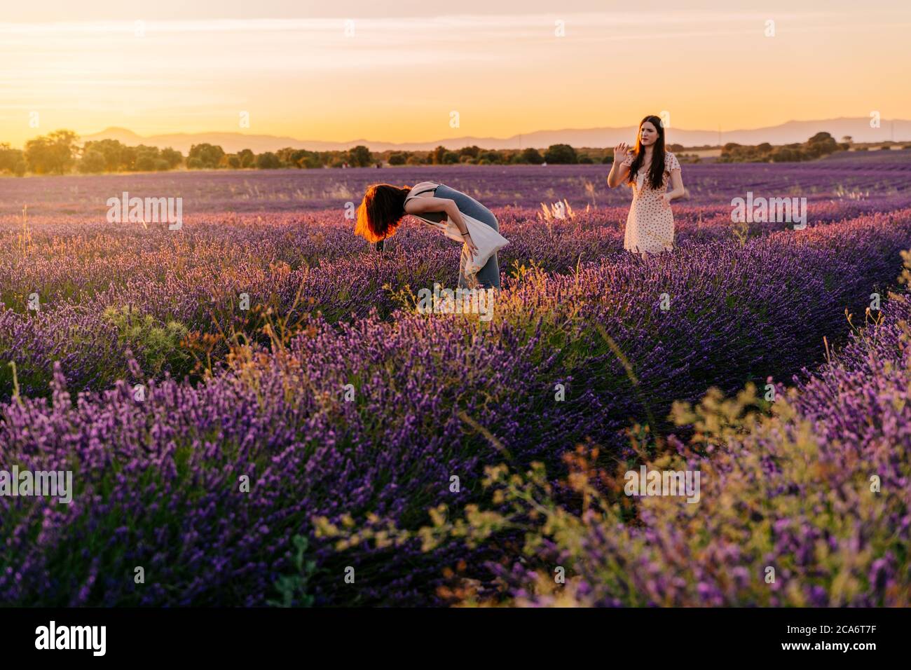 Deux amis s'amusent et prennent des photos avec leur téléphone mobile dans un champ de laveurs en fleurs, pendant le coucher du soleil. Vacances dans la nature, Espagne Banque D'Images