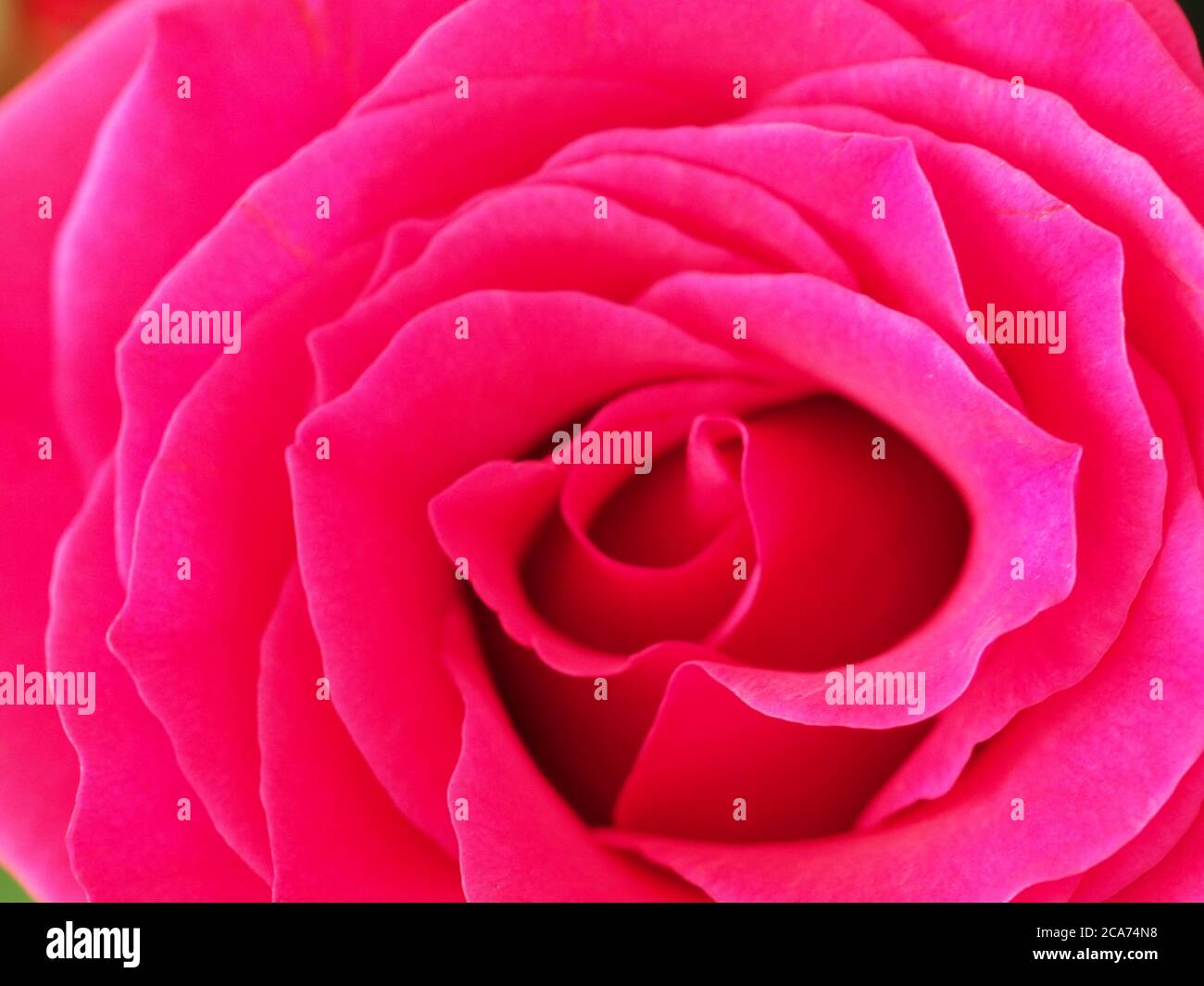 La vie est mais une rose - Macro de la rose rouge Banque D'Images La vie est mais une rose - Macro de la rose rouge Banque D'Images