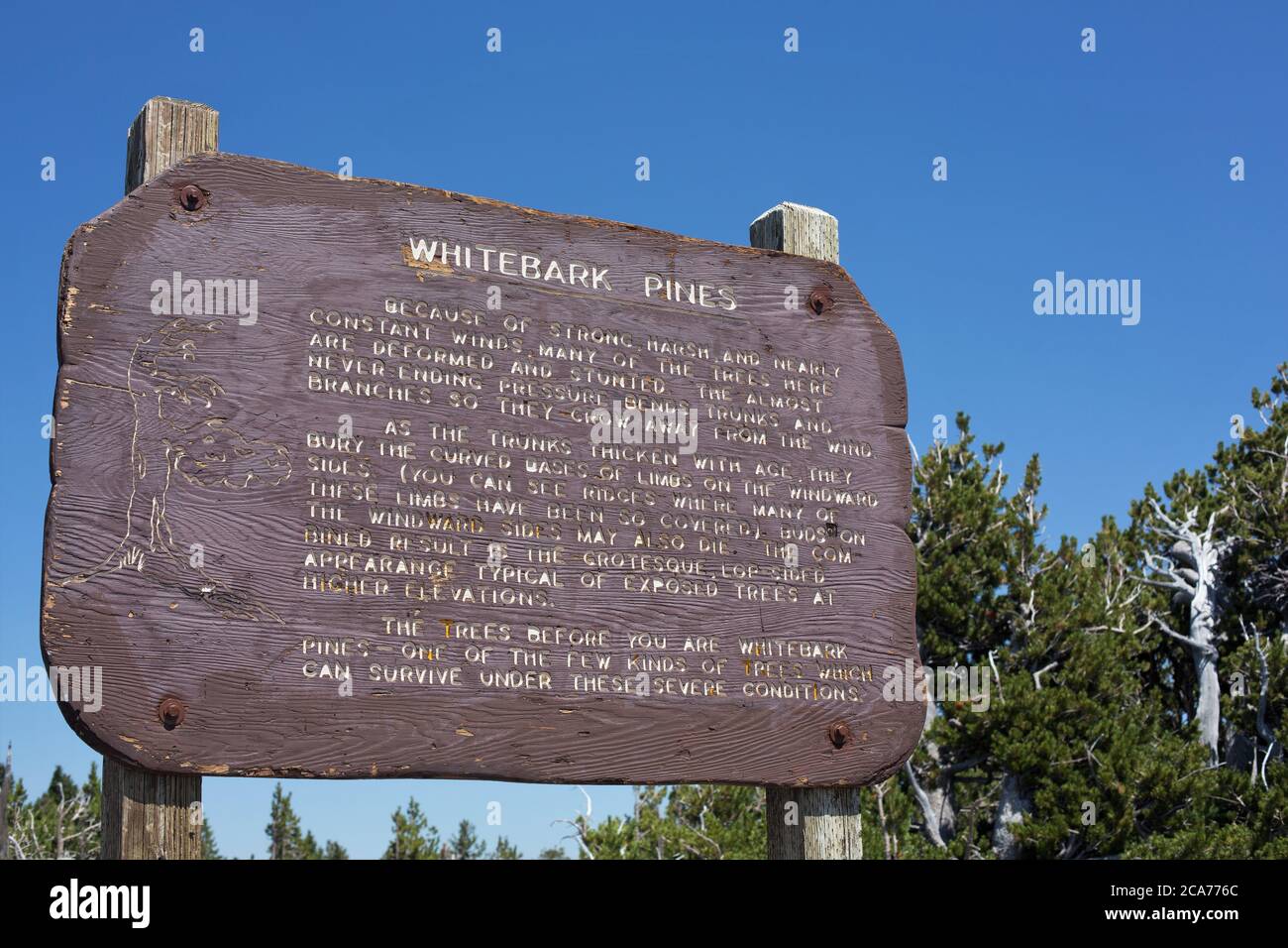 Un panneau informatif sur les pins à écorce blanche qui poussent autour du lac Crater, en Oregon, aux États-Unis. Banque D'Images