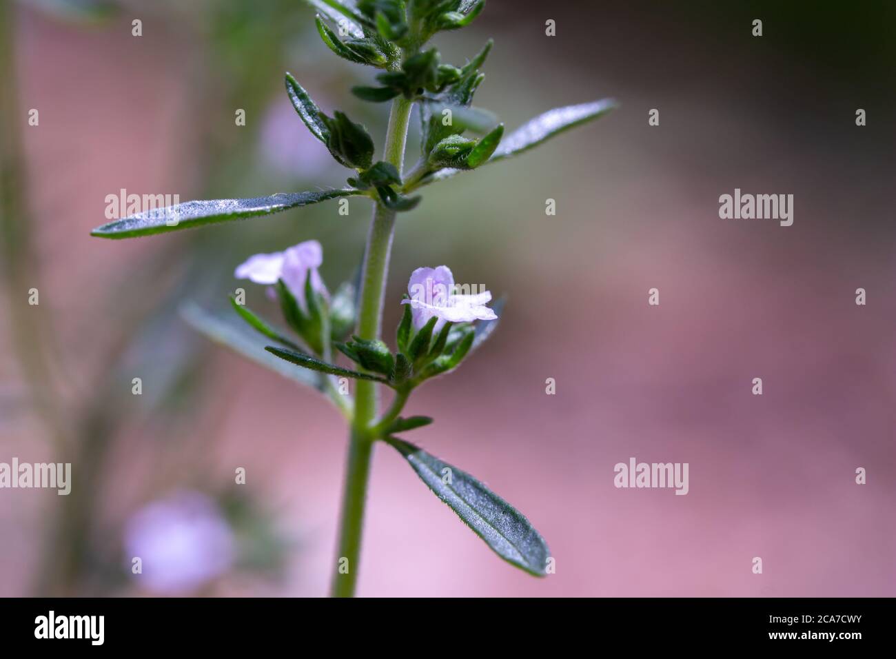 Macro texture vue de minuscules fleurs de blanc et de lavande délicates sur une plante d'herbes aromatiques d'été dans un jardin botanique ensoleillé Banque D'Images