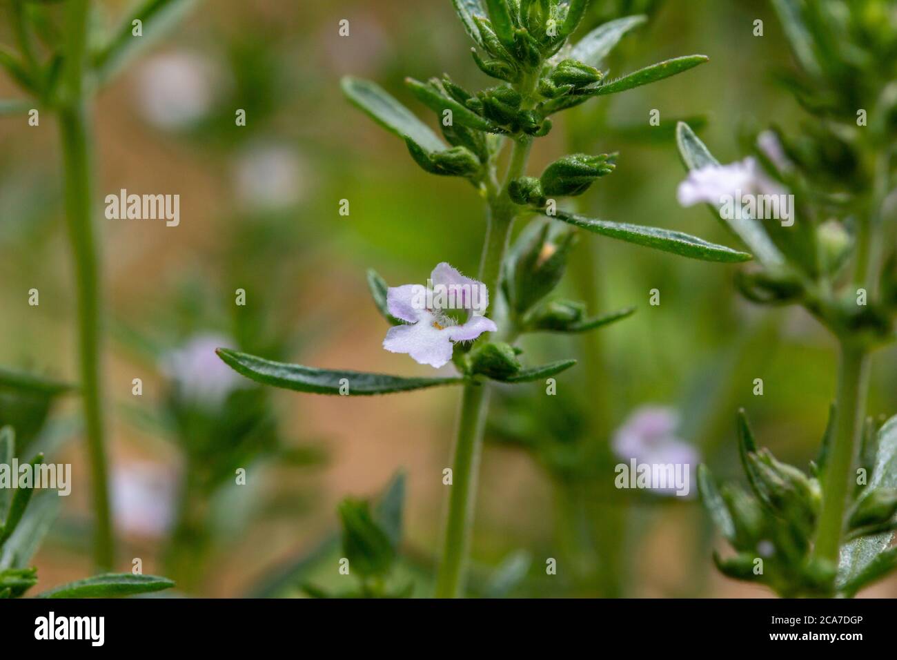 Macro texture vue de minuscules fleurs de blanc et de lavande délicates sur une plante d'herbes aromatiques d'été dans un jardin botanique ensoleillé Banque D'Images